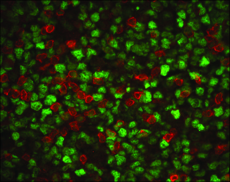 Anti-CD3, T Cell antibody produced in rabbit whole antiserum