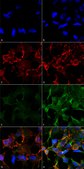 Monoclonal Anti-Acrolein-Horseradish Peroxidase antibody produced in mouse clone 2H2