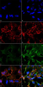 Monoclonal Anti-Acrolein antibody produced in mouse clone 2H2