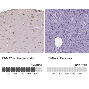 Anti-PNMA2 antibody produced in rabbit Prestige Antibodies&#174; Powered by Atlas Antibodies, affinity isolated antibody, buffered aqueous glycerol solution