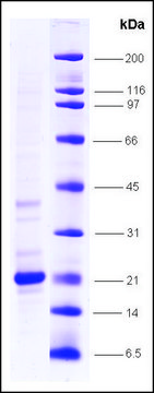 TNF&#945;, low endotoxin, His tagged 人 recombinant, expressed in E. coli, &#8805;80% (SDS-PAGE)