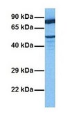 Anti-SILV antibody produced in rabbit IgG fraction of antiserum