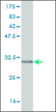 Monoclonal Anti-RCE1 antibody produced in mouse clone 6A6, purified immunoglobulin, buffered aqueous solution