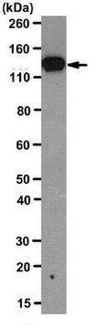 Anti-OL-protocadherin Antibody, clone 5G10 clone 5G10, from rat