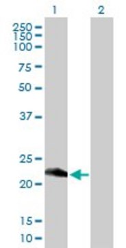 Anti-RETSAT antibody produced in mouse purified immunoglobulin, buffered aqueous solution