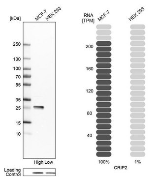 Anti-CRIP2 antibody produced in rabbit Prestige Antibodies&#174; Powered by Atlas Antibodies, affinity isolated antibody, buffered aqueous glycerol solution