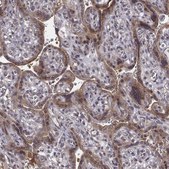 Anti-SMURF2 antibody produced in rabbit Prestige Antibodies® Powered by Atlas Antibodies, affinity isolated antibody