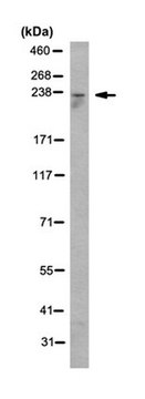 Anti-Myosin-10 Antibody, clone 5H4.1 clone 5H4.1, from mouse