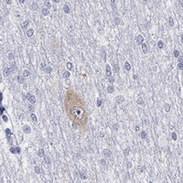 Anti-GRIN1 antibody produced in rabbit Prestige Antibodies&#174; Powered by Atlas Antibodies, affinity isolated antibody, buffered aqueous glycerol solution