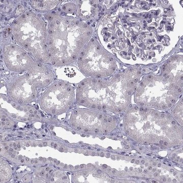 Anti-FAM60A antibody produced in rabbit Prestige Antibodies&#174; Powered by Atlas Antibodies, affinity isolated antibody