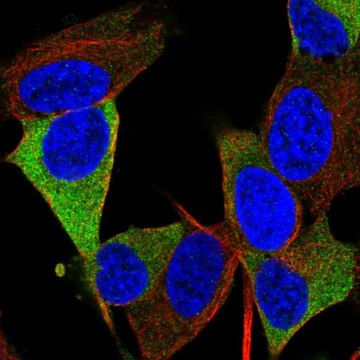 Anti-RTL1 antibody produced in rabbit Prestige Antibodies&#174; Powered by Atlas Antibodies, affinity isolated antibody