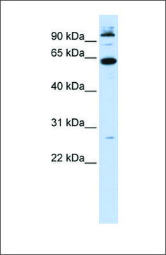 Anti-MNT antibody produced in rabbit affinity isolated antibody