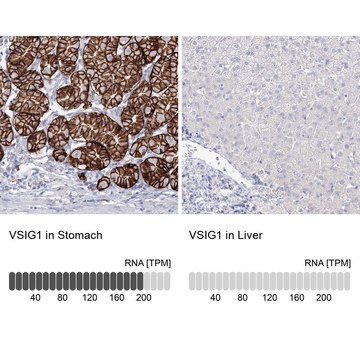 抗-VSIG1 兔抗 Prestige Antibodies&#174; Powered by Atlas Antibodies, affinity isolated antibody, buffered aqueous glycerol solution