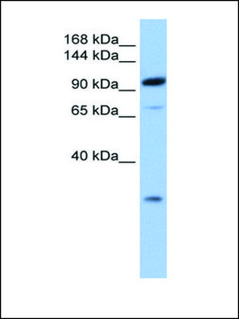 Anti-AP2B1 (AB2) antibody produced in rabbit affinity isolated antibody