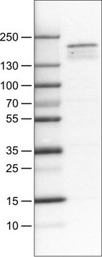 Monoclonal Anti-KDM5B antibody produced in mouse Prestige Antibodies&#174; Powered by Atlas Antibodies, clone CL1147, purified immunoglobulin, buffered aqueous glycerol solution