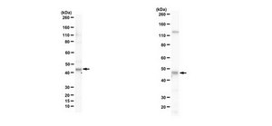 Anti-DPF2 from rabbit