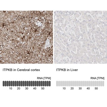 Anti-ITPKB antibody produced in rabbit Prestige Antibodies&#174; Powered by Atlas Antibodies, affinity isolated antibody, buffered aqueous glycerol solution