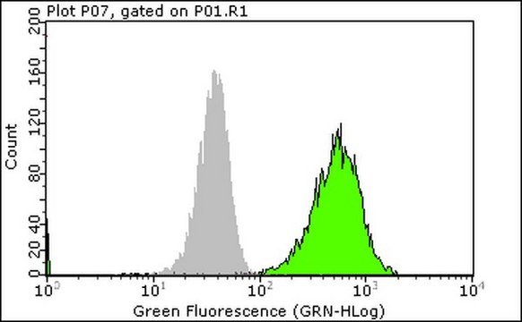 Anti-phospho-EGFR (Tyr1173) Antibody, clone 9H2, Alexa Fluor&#8482; 488 clone 9H2, Upstate&#174;, from mouse