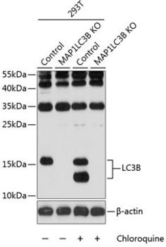 Anti-LC3B antibody produced in rabbit