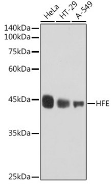 Anti-HFE Antibody, clone 2O7D2, Rabbit Monoclonal