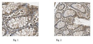 Anti-Fbxl16 Antibody from rabbit, purified by affinity chromatography