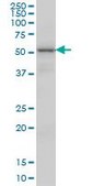 Monoclonal Anti-VRK2 antibody produced in mouse clone 3B10, purified immunoglobulin, buffered aqueous solution