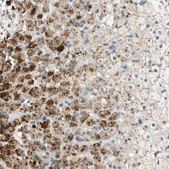 Anti-FAM198B antibody produced in rabbit Prestige Antibodies® Powered by Atlas Antibodies, affinity isolated antibody, buffered aqueous glycerol solution