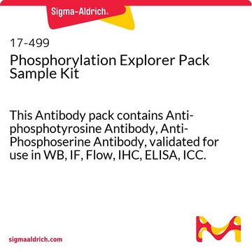 Phosphorylation Explorer Pack Sample Kit This Antibody pack contains Anti-phosphotyrosine Antibody, Anti-Phosphoserine Antibody, validated for use in WB, IF, Flow, IHC, ELISA, ICC.