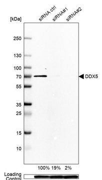 Anti-DDX5 antibody produced in rabbit Prestige Antibodies&#174; Powered by Atlas Antibodies, affinity isolated antibody, buffered aqueous glycerol solution