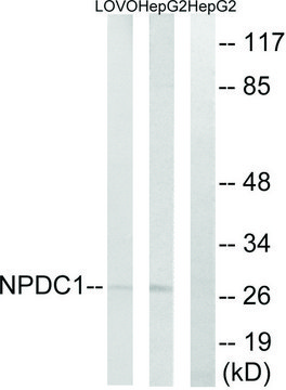 Anti-NPDC1 antibody produced in rabbit affinity isolated antibody