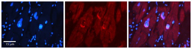 Anti-NFIL3 antibody produced in rabbit IgG fraction of antiserum