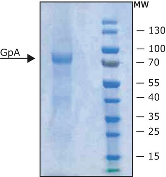 Glycophorin Predominantly glycophorin A from blood type&nbsp;MN lyophilized powder