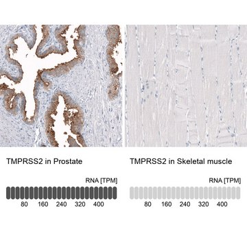 Anti-TMPRSS2 antibody produced in mouse Prestige Antibodies&#174; Powered by Atlas Antibodies, clone CL12512, purified by using Protein A, buffered aqueous glycerol solution