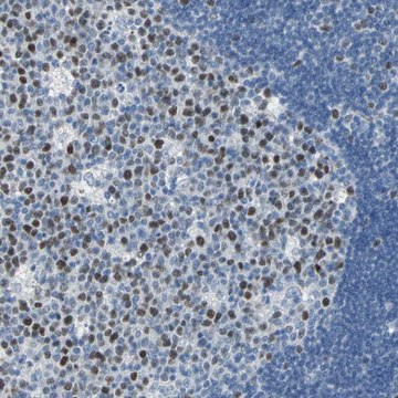 Anti-MCM3 antibody produced in rabbit Ab2, Prestige Antibodies&#174; Powered by Atlas Antibodies, affinity isolated antibody, buffered aqueous glycerol solution