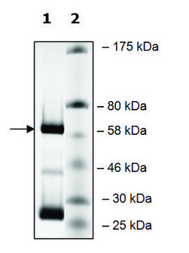 KDM4DL human recombinant, expressed in baculovirus infected Sf9 cells, &#8805;70% (SDS-PAGE)