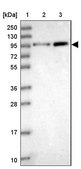 Anti-ANAPC4 antibody produced in rabbit Prestige Antibodies® Powered by Atlas Antibodies, affinity isolated antibody, buffered aqueous glycerol solution