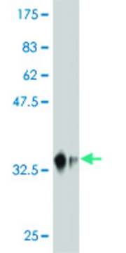 ANTI-MAP4K4 antibody produced in mouse clone 3D9, purified immunoglobulin, buffered aqueous solution