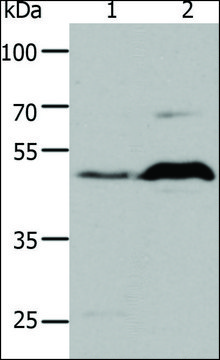 Anti-5HT1A antibody produced in rabbit affinity isolated antibody