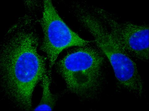 Anti-Rab13 antibody produced in rabbit ~1.0&#160;mg/mL, affinity isolated antibody