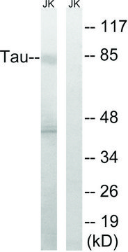 Anti-TAU antibody produced in rabbit affinity isolated antibody