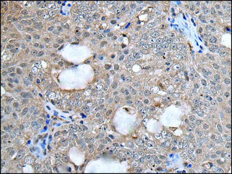 Anti-UFM1 affinity isolated antibody