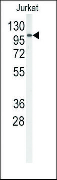 Anti-TYRO10 antibody produced in rabbit saturated ammonium sulfate (SAS) precipitated, buffered aqueous solution