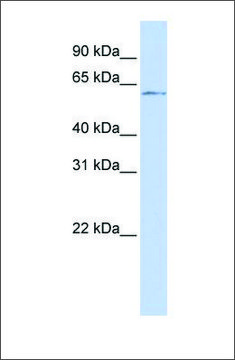 Anti-NFIC antibody produced in rabbit affinity isolated antibody