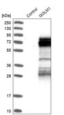 Anti-GOLM1 antibody produced in rabbit Prestige Antibodies® Powered by Atlas Antibodies, affinity isolated antibody, buffered aqueous glycerol solution