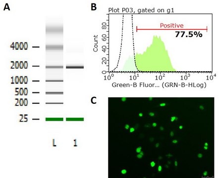 GFP, FLAG-tagged SNRNP70 mRNA