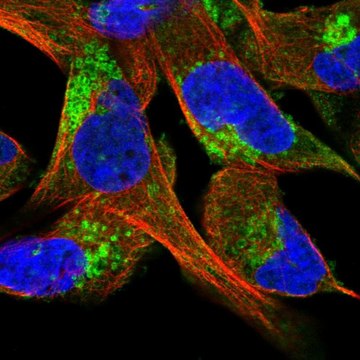 Anti-CLCN5 antibody produced in rabbit Prestige Antibodies&#174; Powered by Atlas Antibodies, affinity isolated antibody