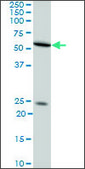 Monoclonal Anti-NXF2 antibody produced in mouse clone 4G1, purified immunoglobulin, buffered aqueous solution