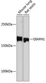 Anti-DIAPH1 antibody produced in rabbit