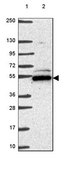 Anti-POLR3D antibody produced in rabbit Prestige Antibodies® Powered by Atlas Antibodies, affinity isolated antibody, buffered aqueous glycerol solution