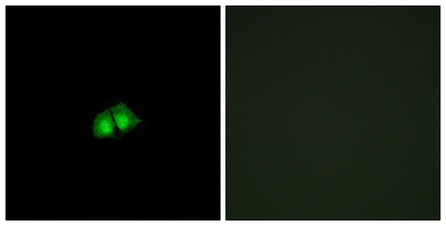 Anti-COPS2 antibody produced in rabbit affinity isolated antibody